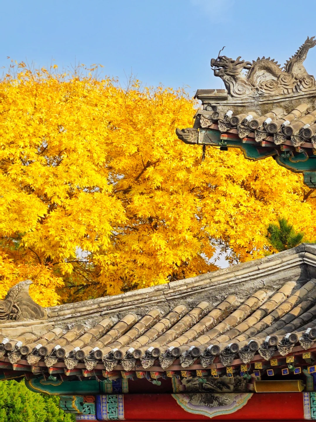 🍁一定要来北京感受一次老舍笔下的北平之秋