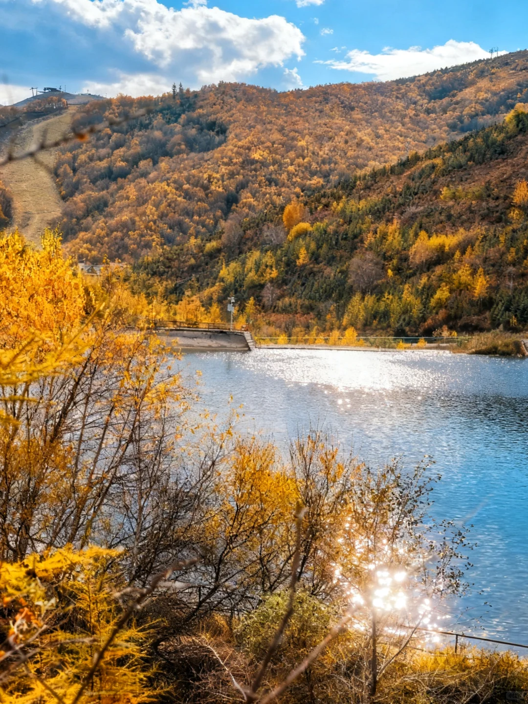 10月5日实拍，崇礼梧桐大道必冲，py圈 99+