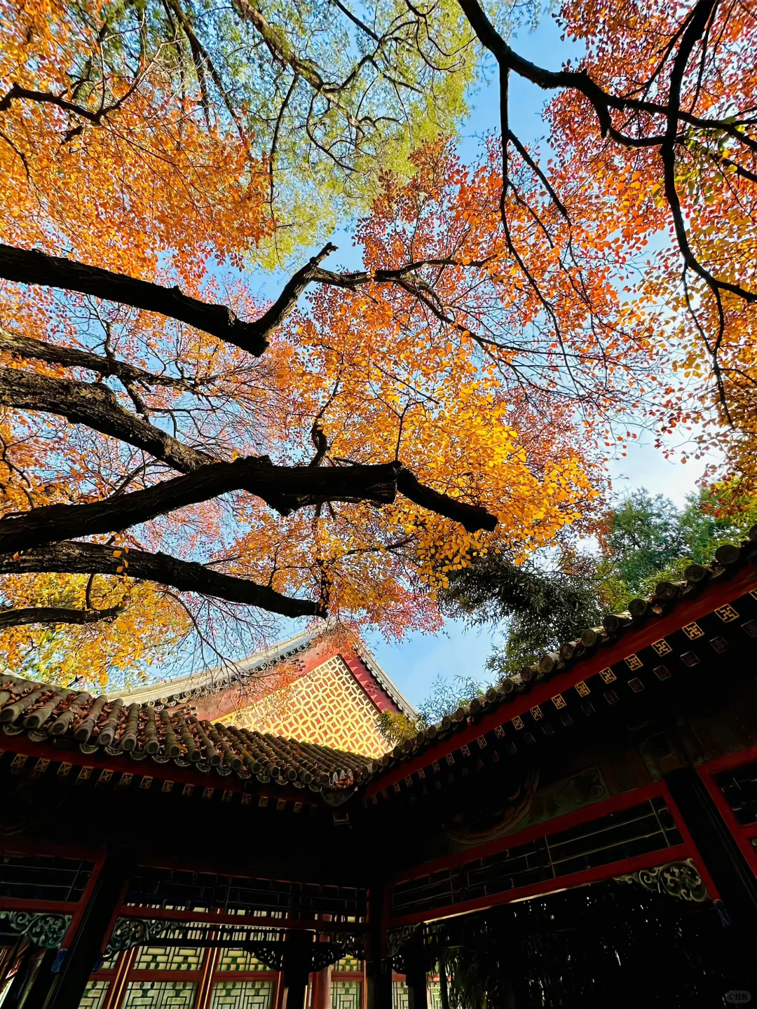 北平的秋天便是人间天堂🍂