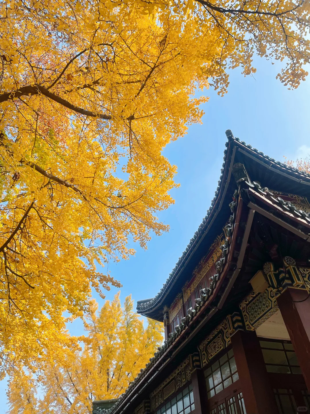接下来的南京，堪称国内赏秋天花板🍁（免费）
