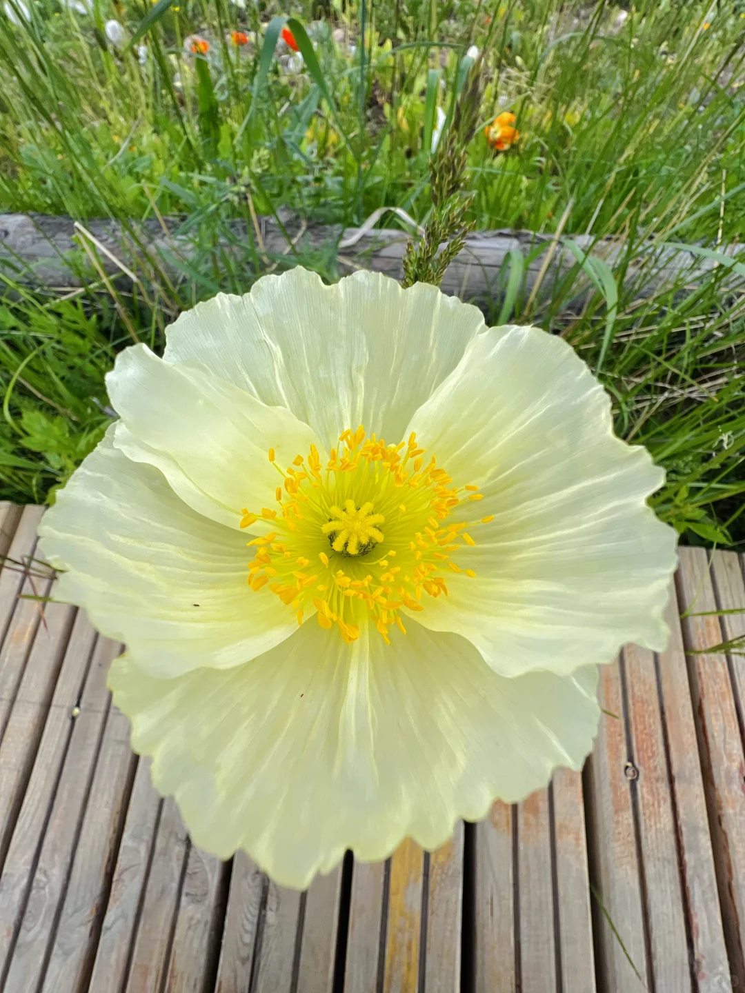 我的阿勒泰，如画般的禾木村🖼️