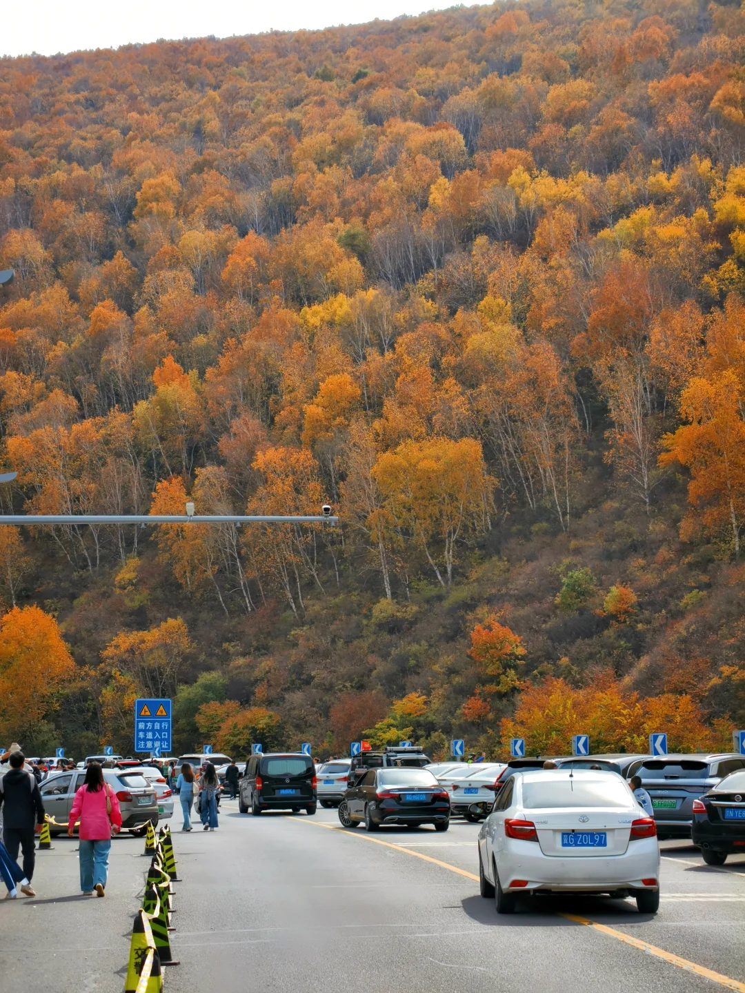 10月5日实拍，崇礼梧桐大道必冲，py圈 99+