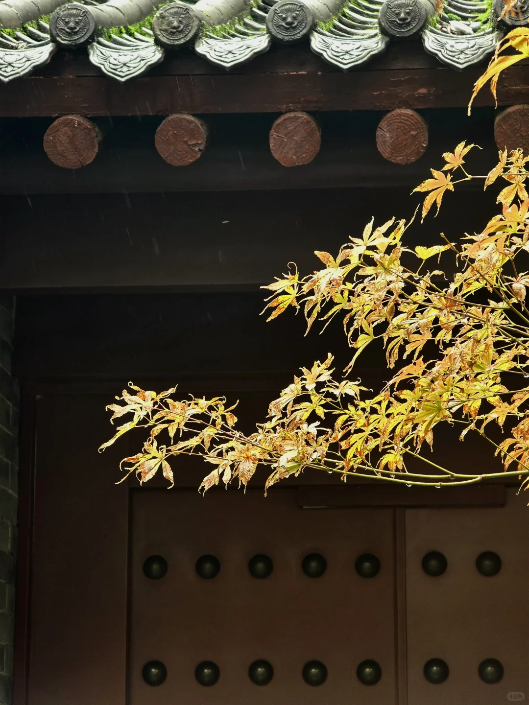 🌿西安闹市区人少景美的八仙庵