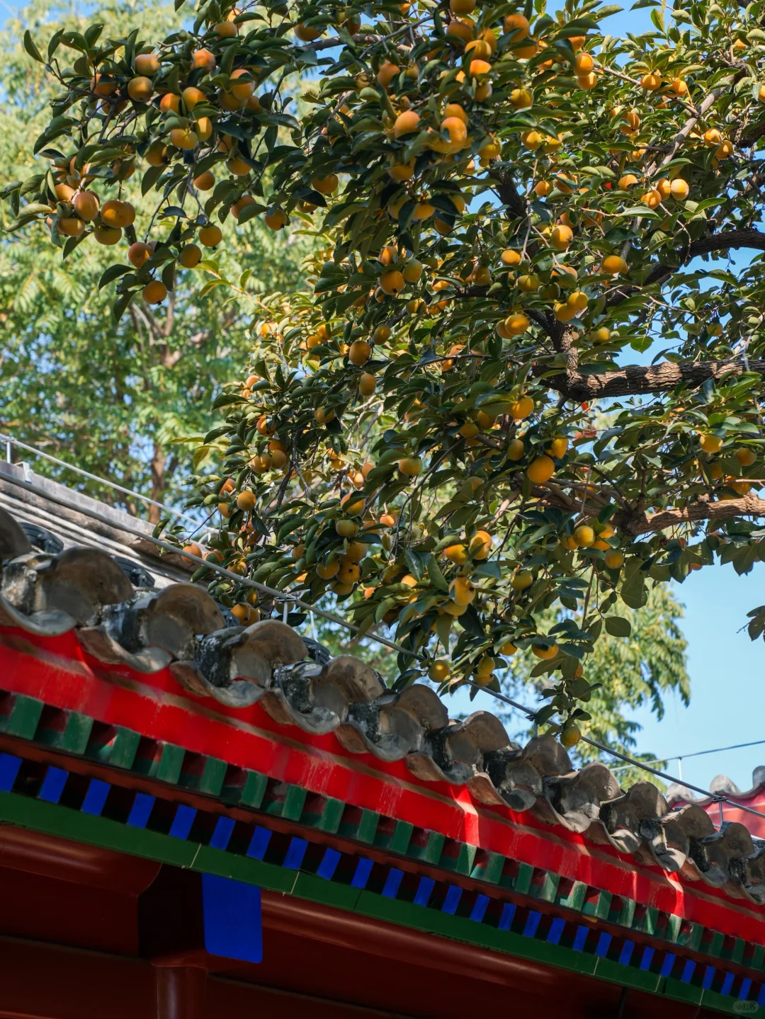 🍁一定要来北京感受一次老舍笔下的北平之秋