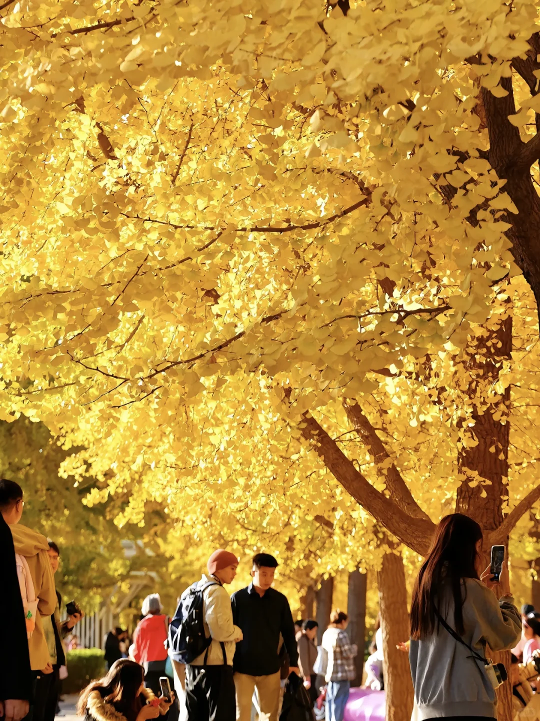 当秋风起🍂北京就变成了北平(附打卡点)