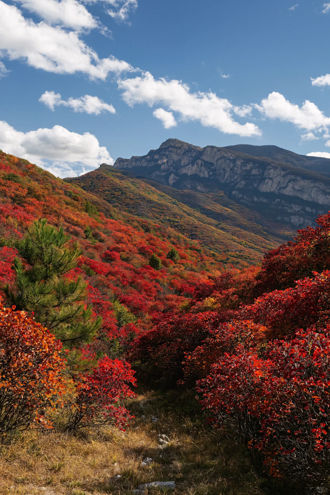 不去香山！北京私藏的红叶秘境，氛围感绝了