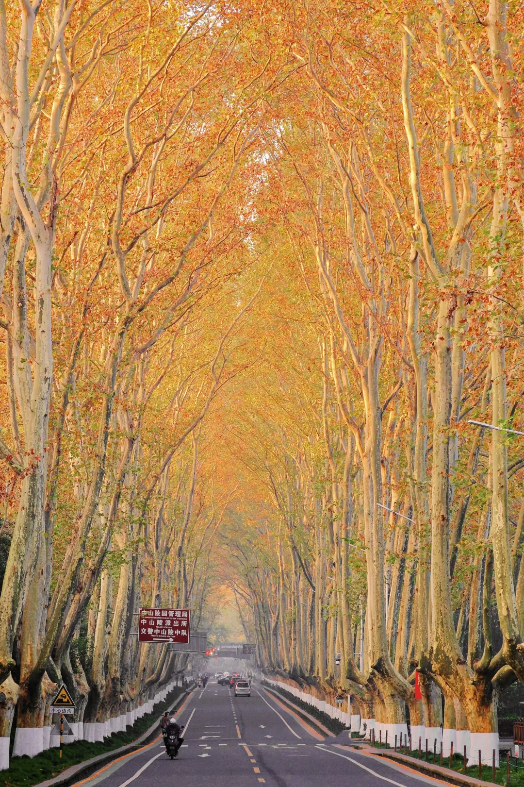 以为北京秋天够美了，直到我去了南京🍂🍂