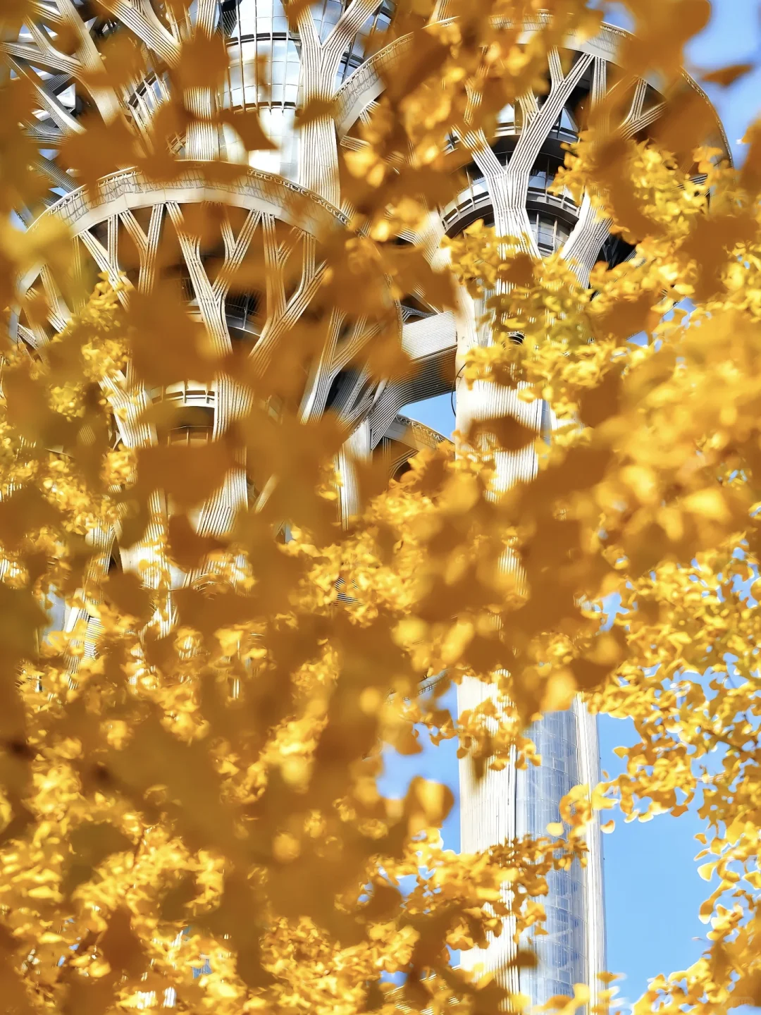 当秋风起🍂北京就变成了北平(附打卡点)