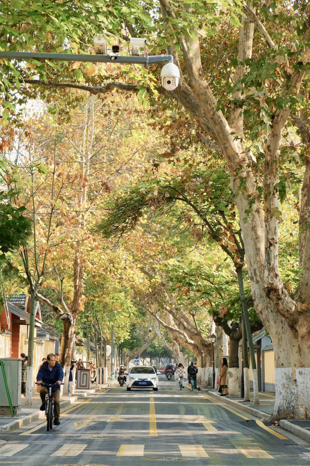 以为北京秋天够美了，直到我去了南京🍂🍂