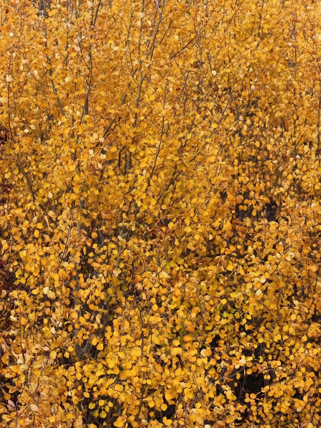 不敢相信！大兴安岭的尽头是“大海”