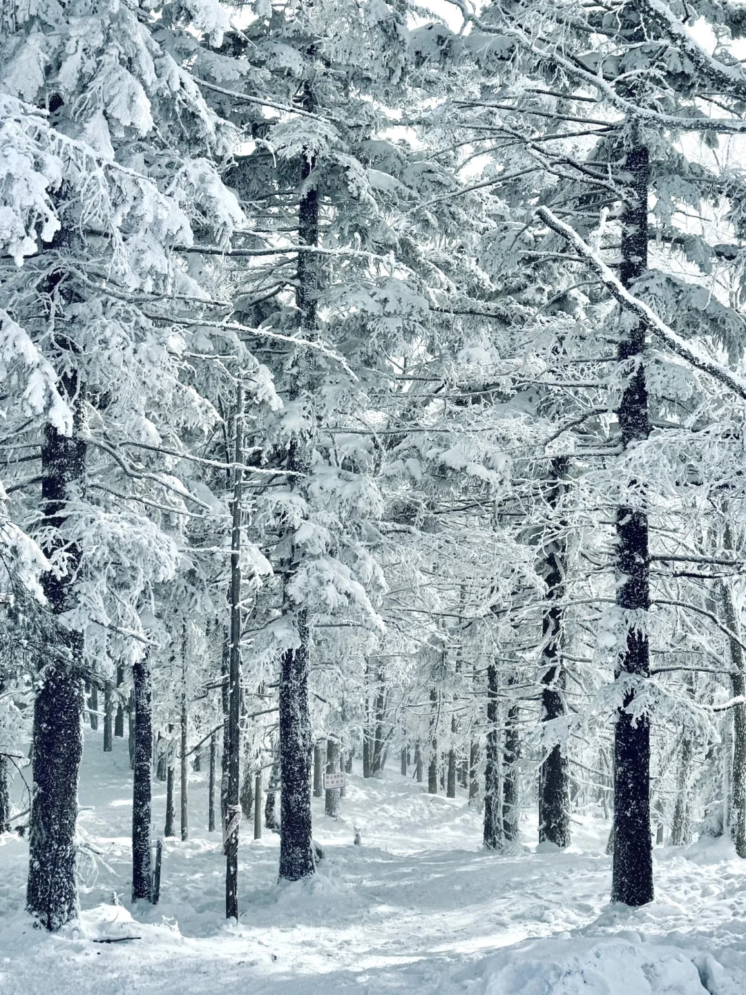 🎿冬季滑雪冲北大湖！双人早鸟套票869元起💰