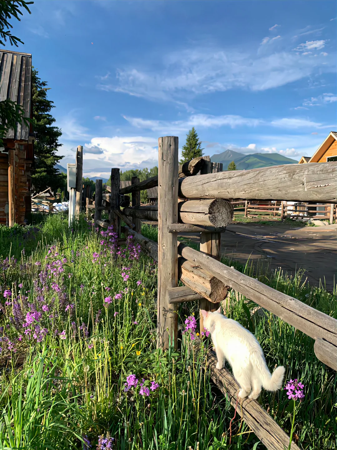 我的阿勒泰，如画般的禾木村🖼️