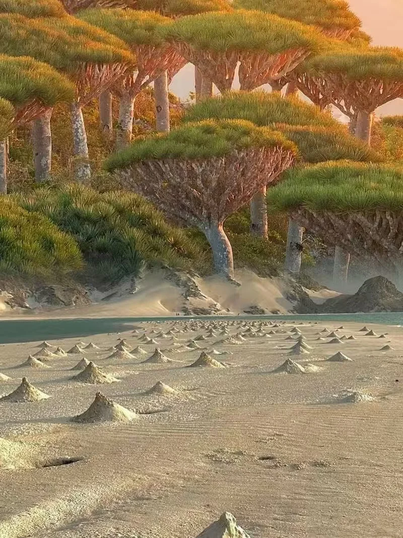 索科特拉群岛：地球上的外星世界