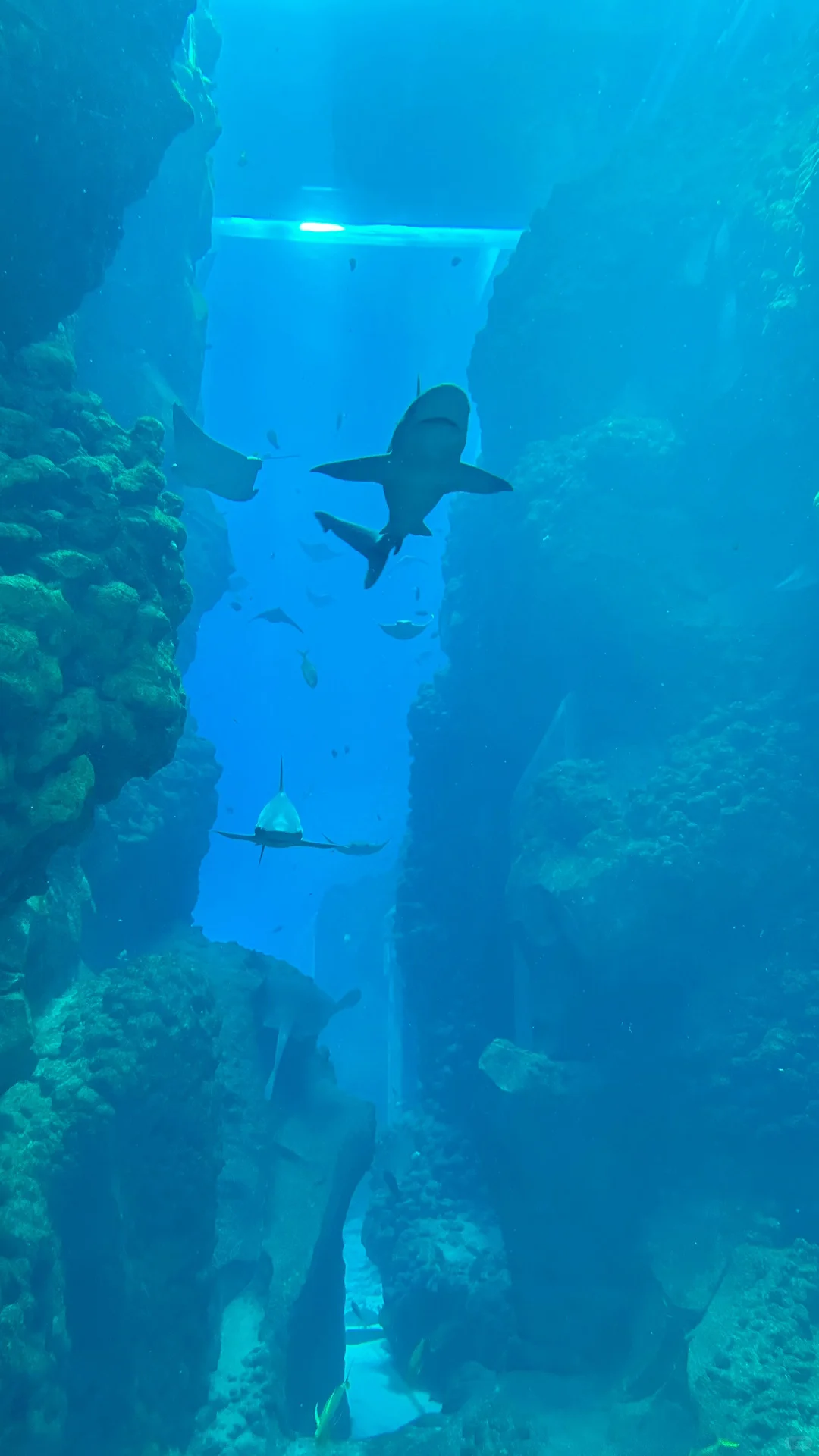 🐳 Sea World，全球最大海洋世界太震撼