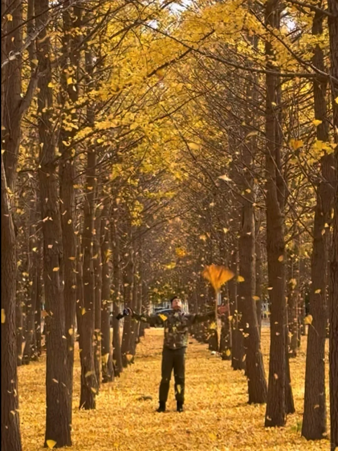 🍁一定要来北京感受一次老舍笔下的北平之秋
