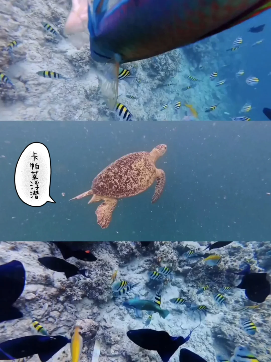 亚庇+仙本那5天4晚攻略！这样玩真的好香！