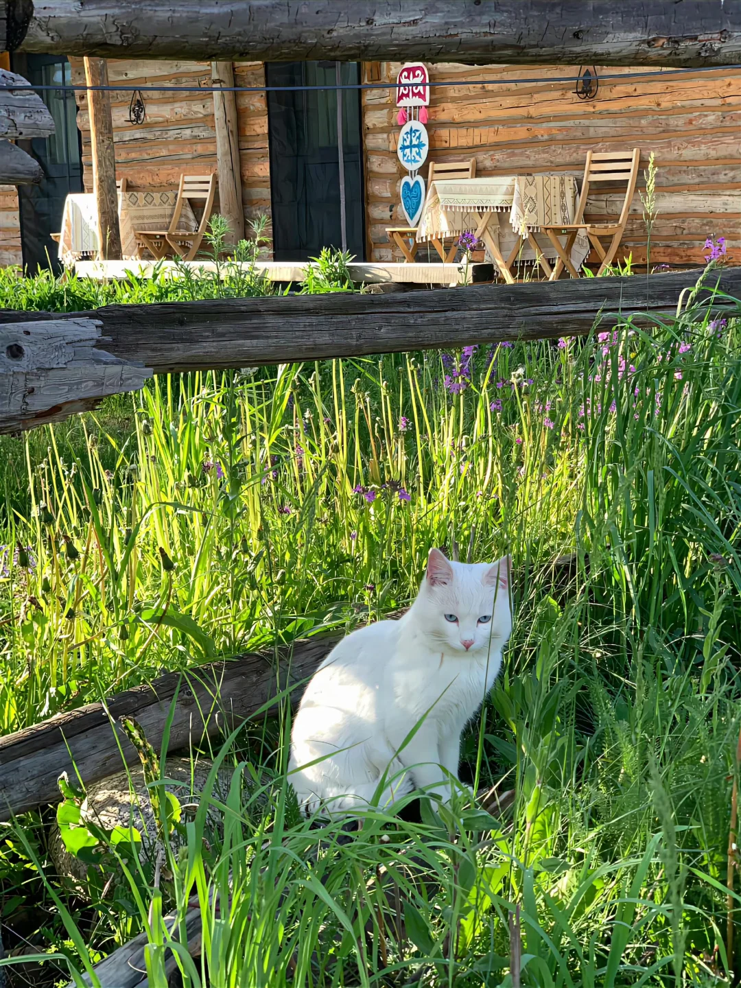 我的阿勒泰，如画般的禾木村🖼️