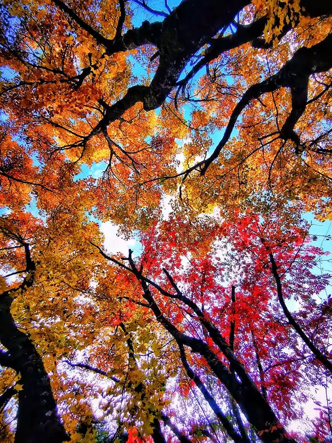 接下来的九寨沟,彩林进入封神期!一年仅30天