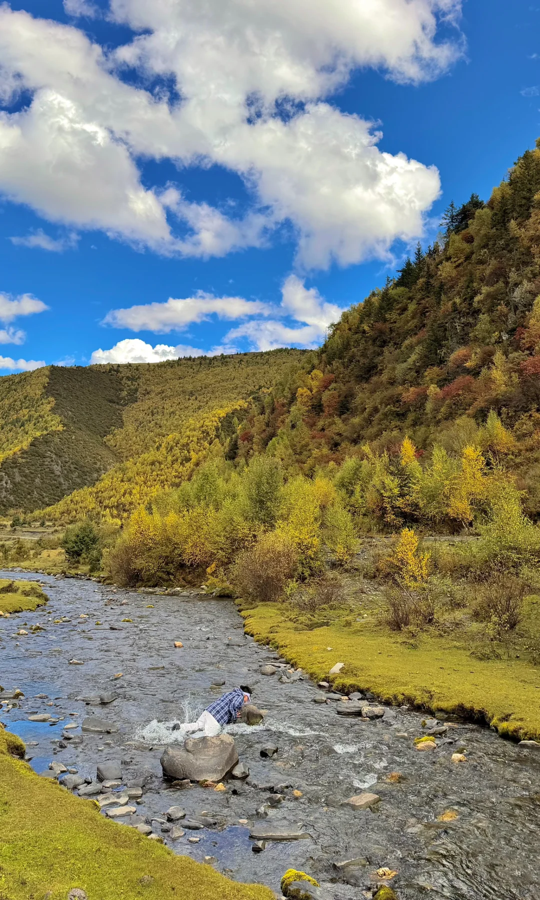 10.8川西实况，油画彩林🖼️杀疯了！！！！！！！！！