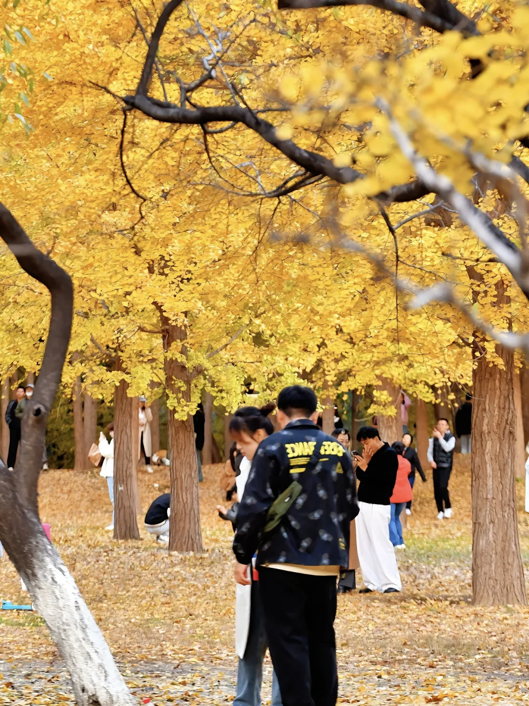 当秋风起🍂北京就变成了北平(附打卡点)