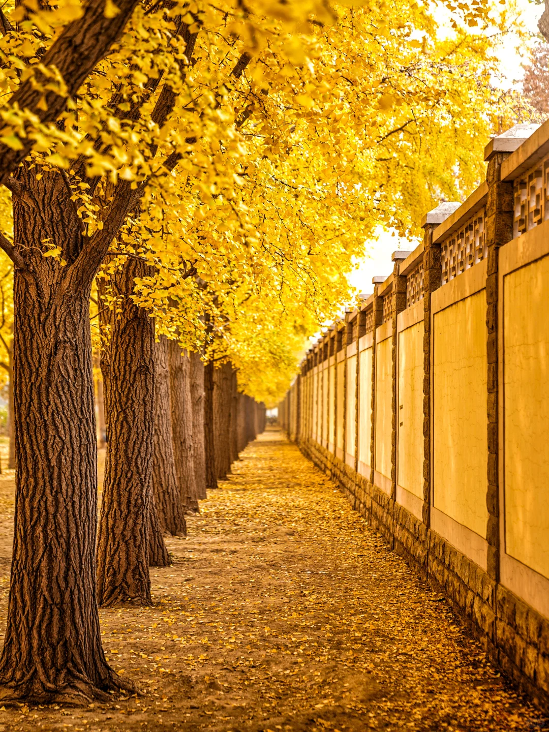 🍁一定要来北京感受一次老舍笔下的北平之秋