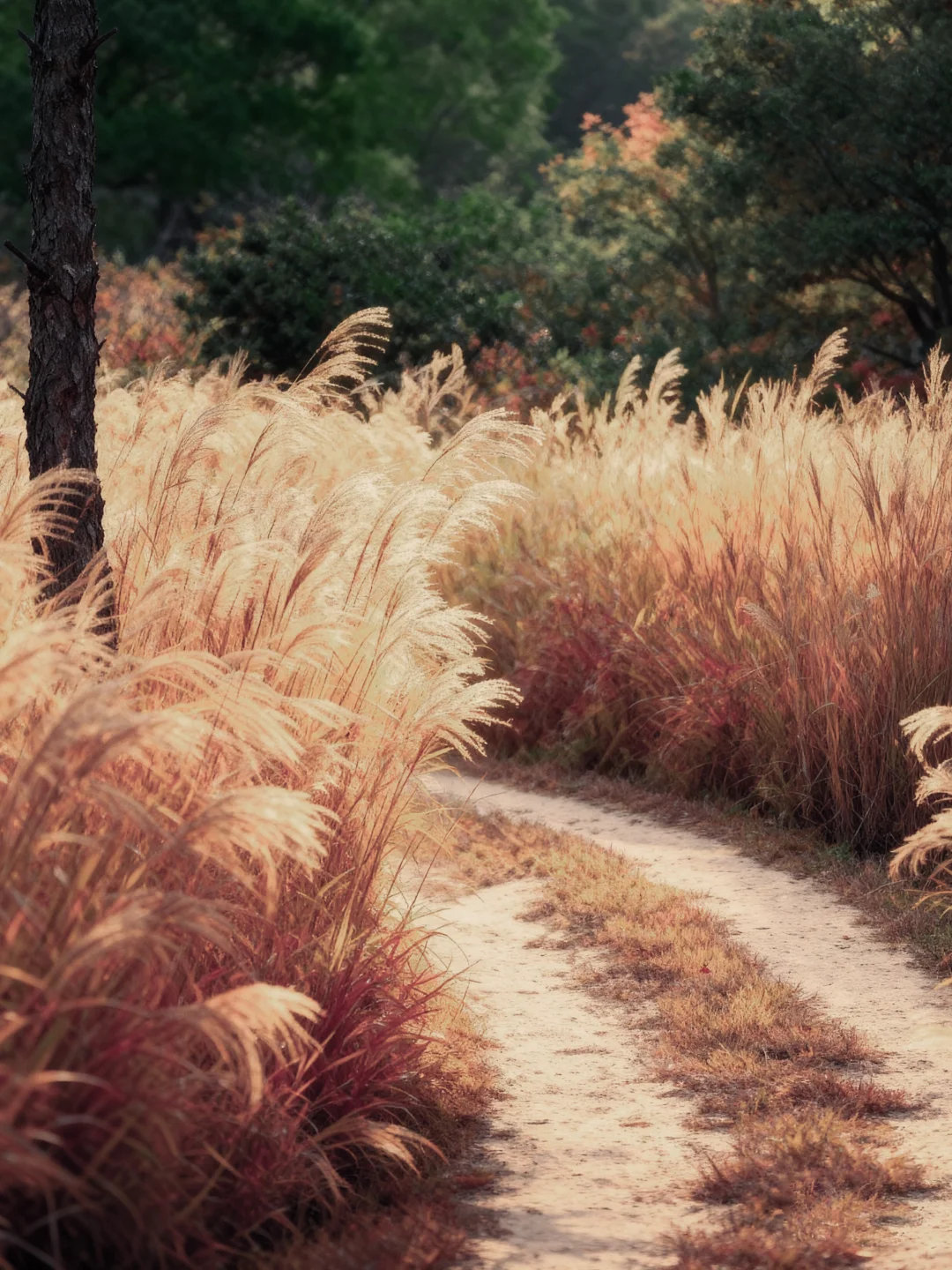 🍁10 月屏南 | 赴一场秋日之约🍁