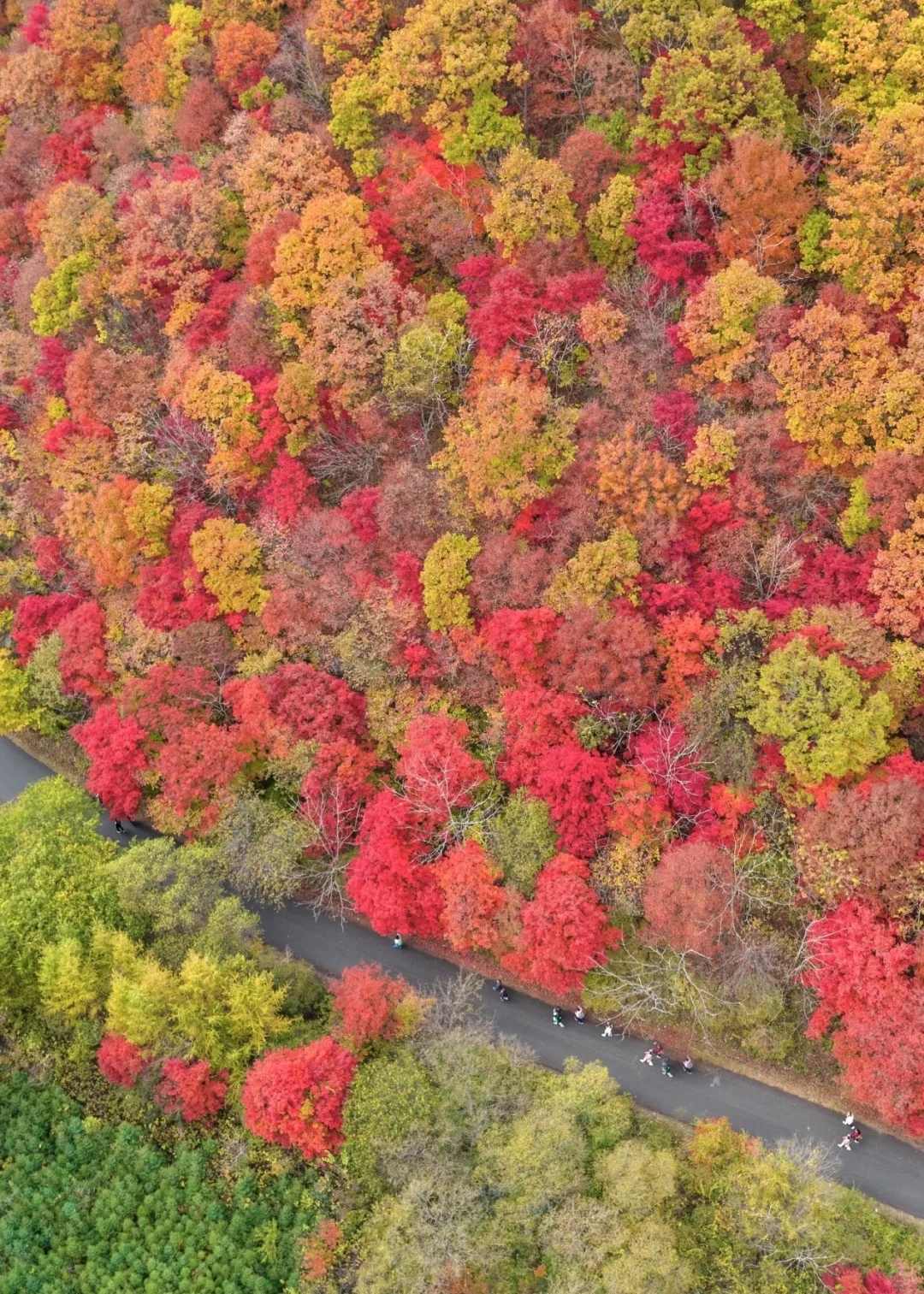 北京出发,这万山火红才是秋日绝色