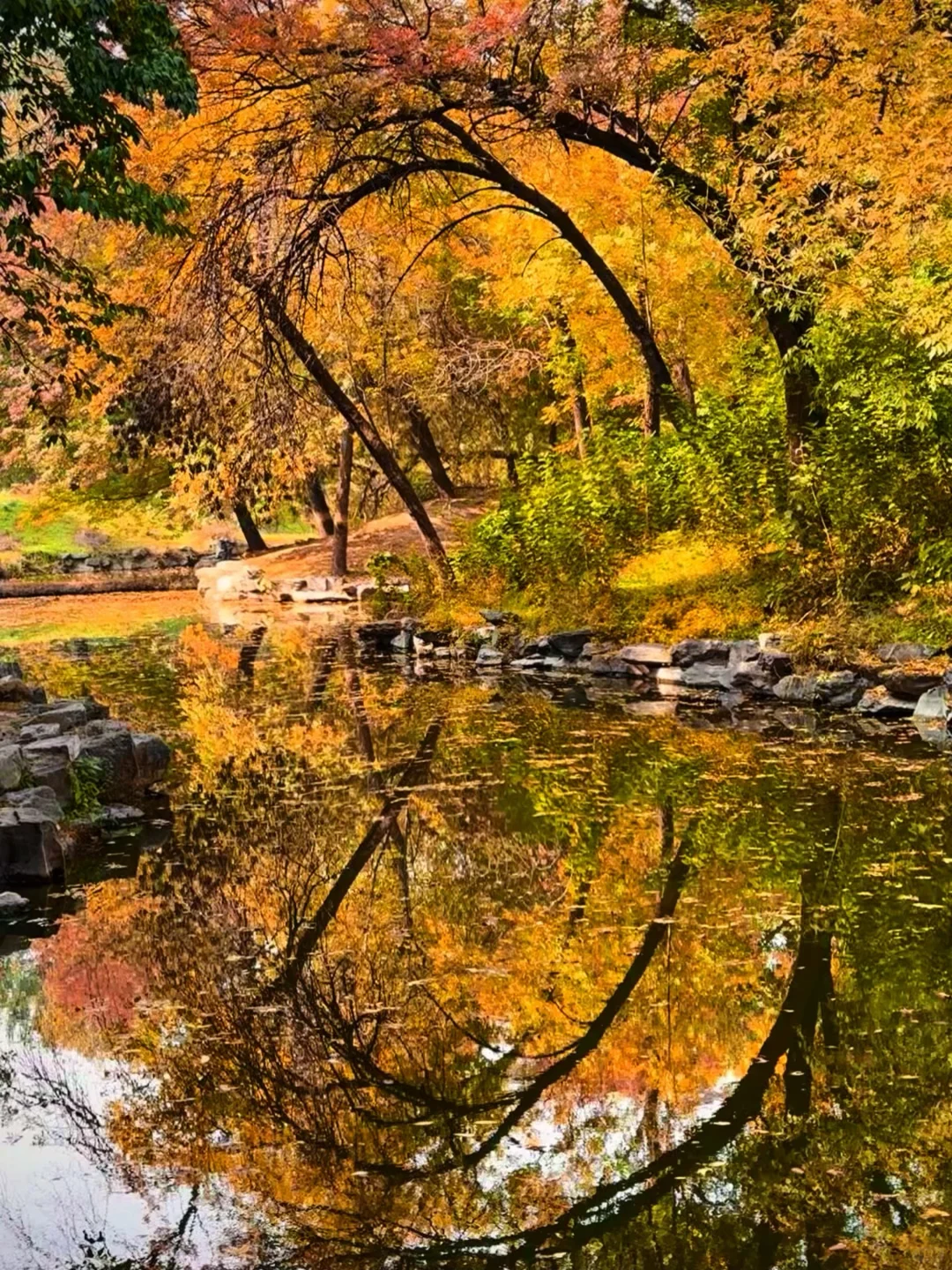🍁一定要来北京感受一次老舍笔下的北平之秋
