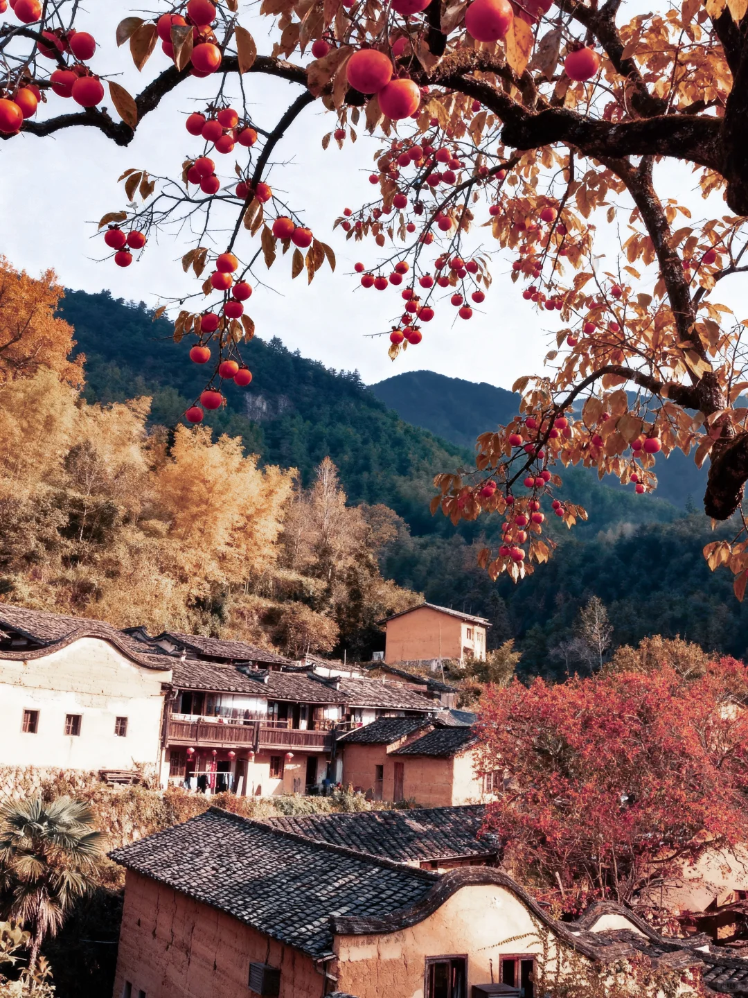 🍁10 月屏南 | 赴一场秋日之约🍁