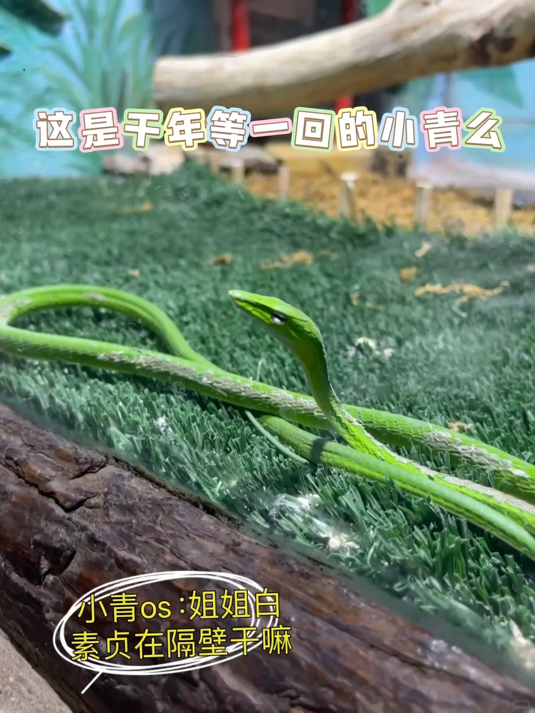 石家庄动物园｜这里开心就像呼吸一样简单‼️