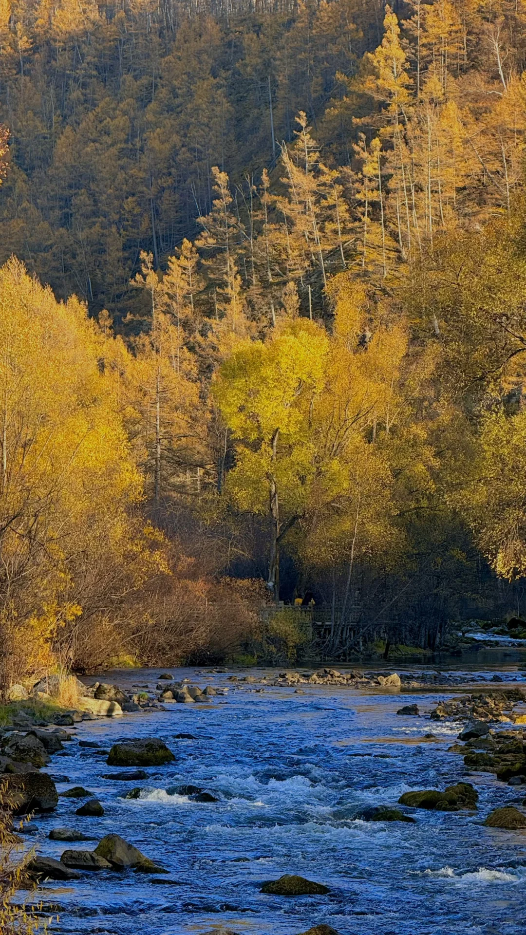 用18张live 打开大兴安岭的秋