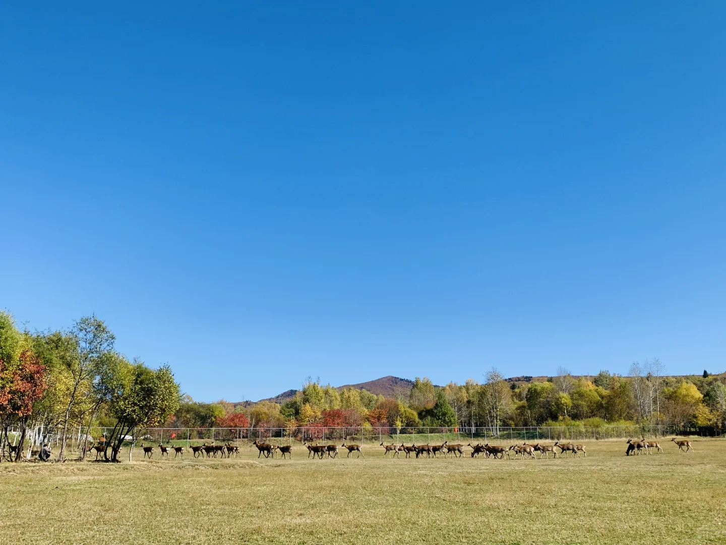 伊春追秋🍂 溪水国家森林公园 金山鹿苑🦌