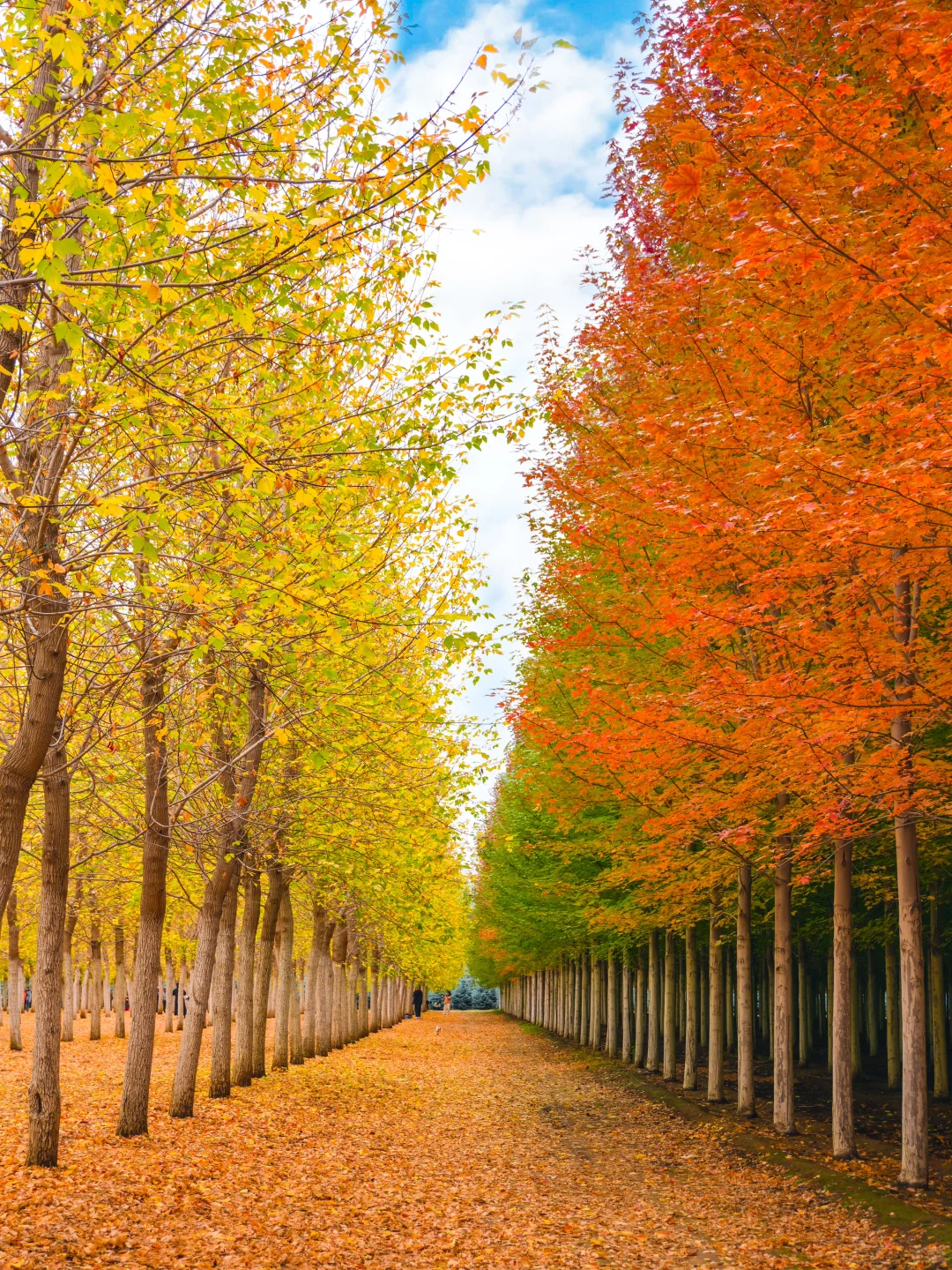 10.12实况，京郊2h🚗秋天必须去的宝藏秘境🍁