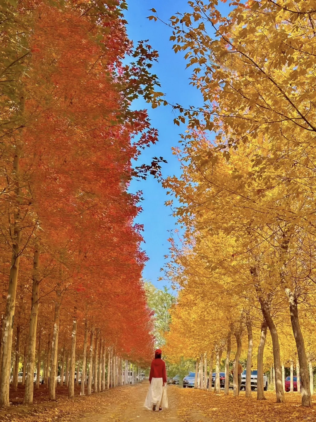 可惜你不来北京，不知道国庆北平之秋有多美