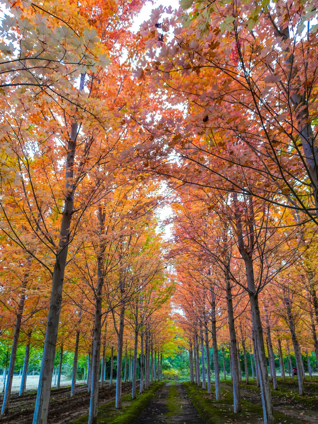 10.12实况，京郊2h🚗秋天必须去的宝藏秘境🍁