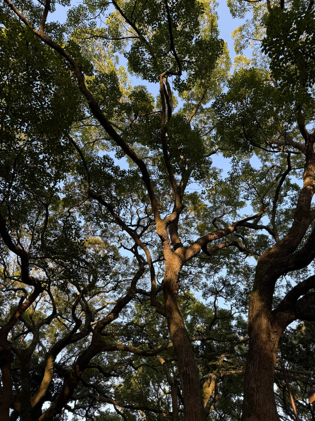 🌟 普陀山:一个人的朝圣之旅