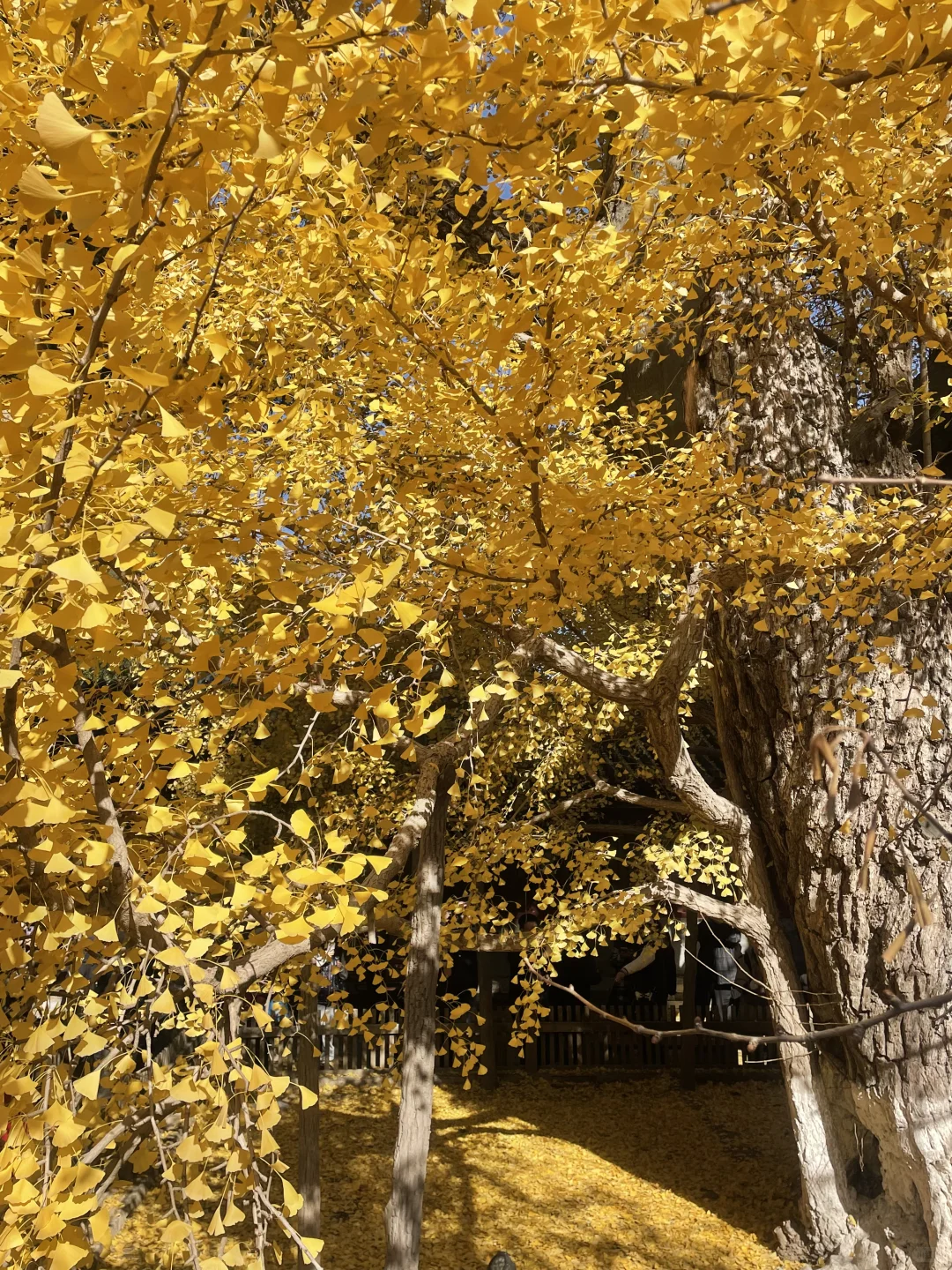 2025 家门口的红叶🍁天津周边赏秋🍂