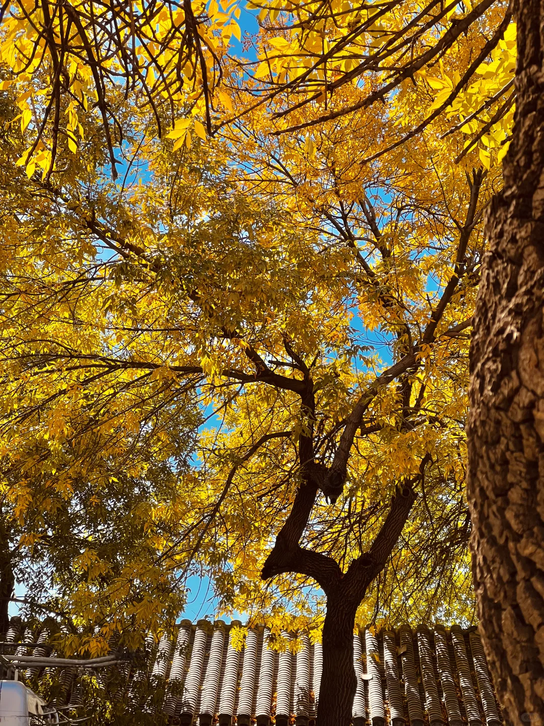 北京赏秋🍂暴走2w步总结的胡同Citywalk路线