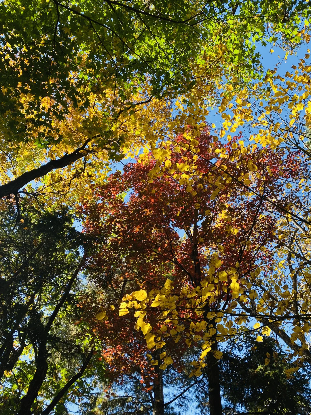 伊春追秋🍂 溪水国家森林公园 金山鹿苑🦌