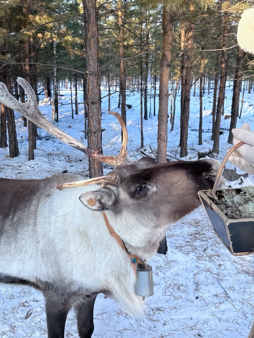 国内唯一能看到极光的地方