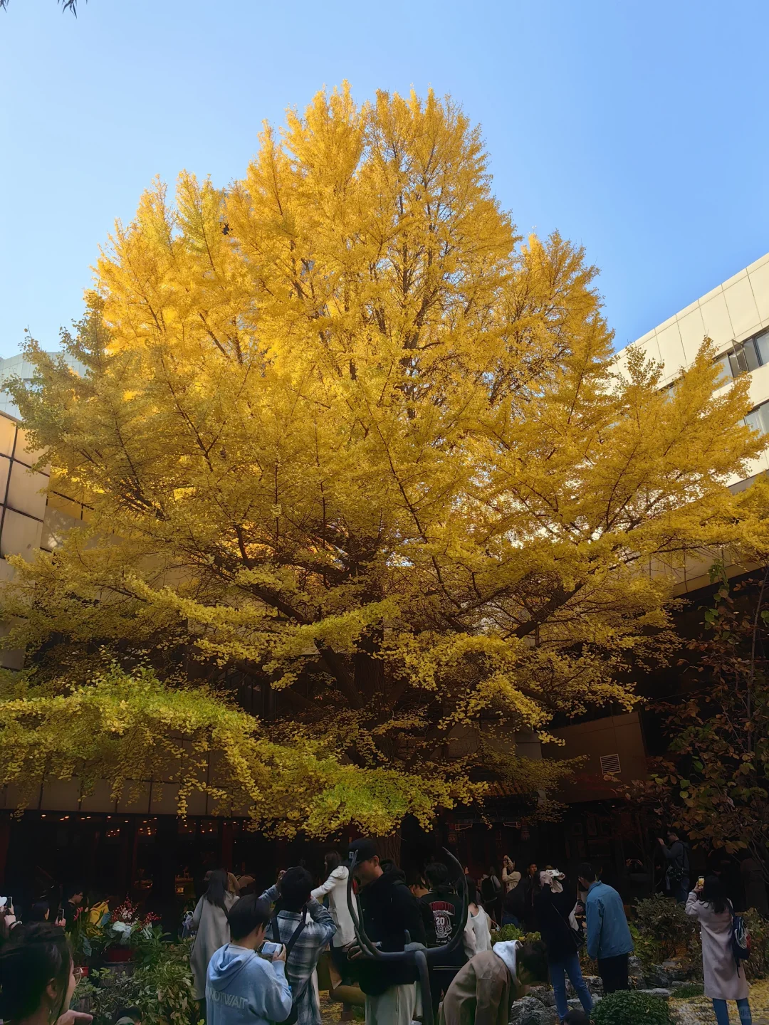 跟风成功！北京赏秋打卡地详细路线