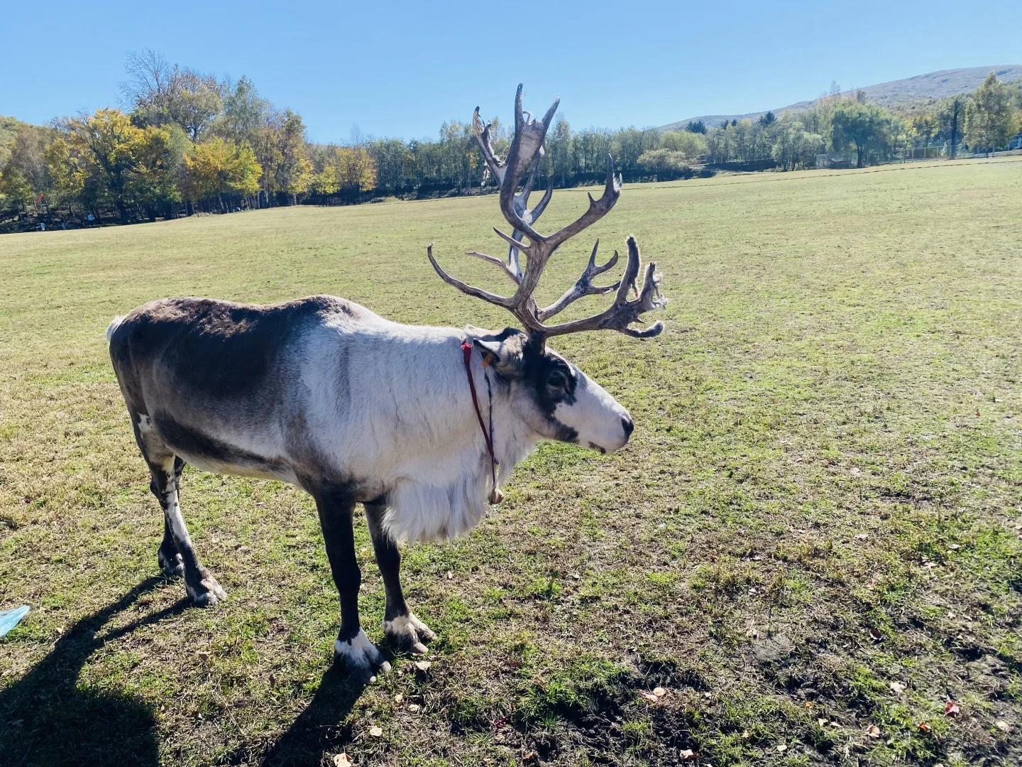 伊春追秋🍂 溪水国家森林公园 金山鹿苑🦌