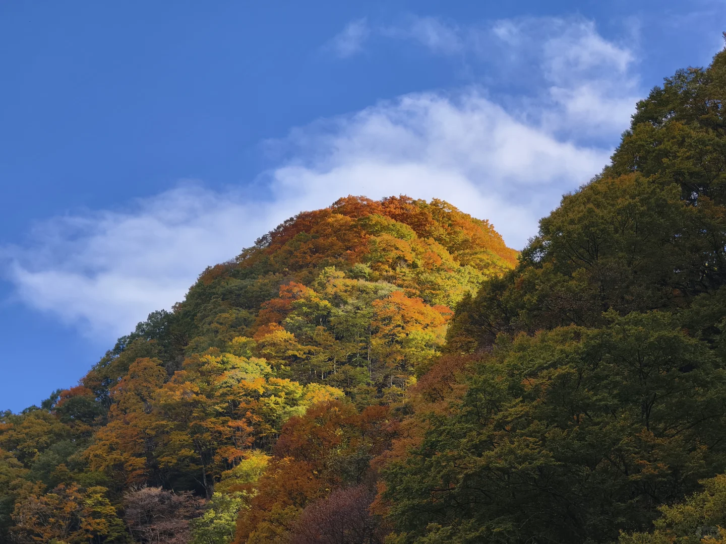 光雾山红叶节｜闯入秋日限定的油画世界🍁