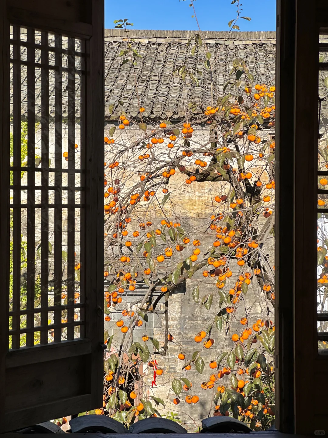 为这“柿柿如意”，特意去了趟皖南🍅