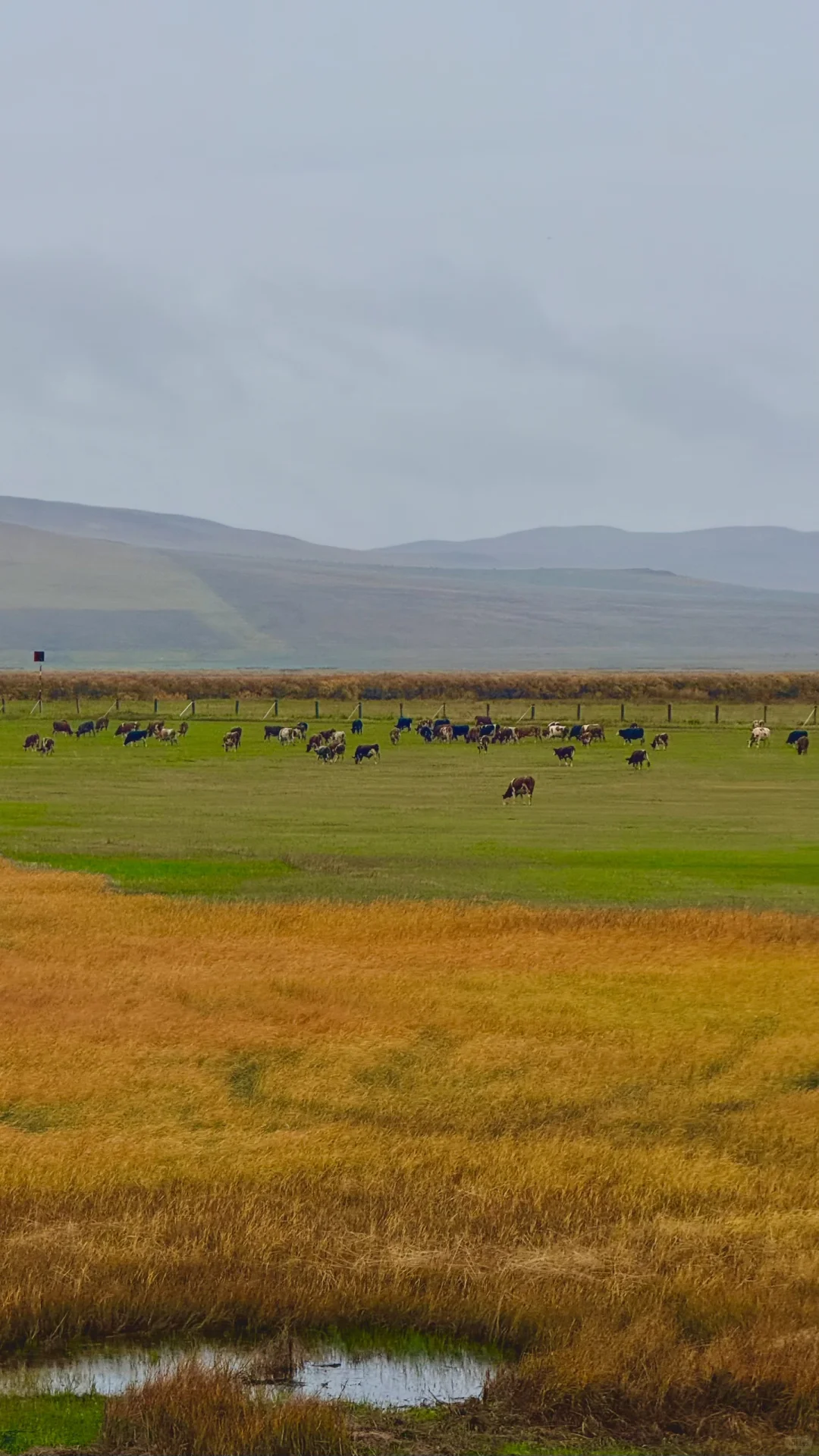 用18张live 打开大兴安岭的秋