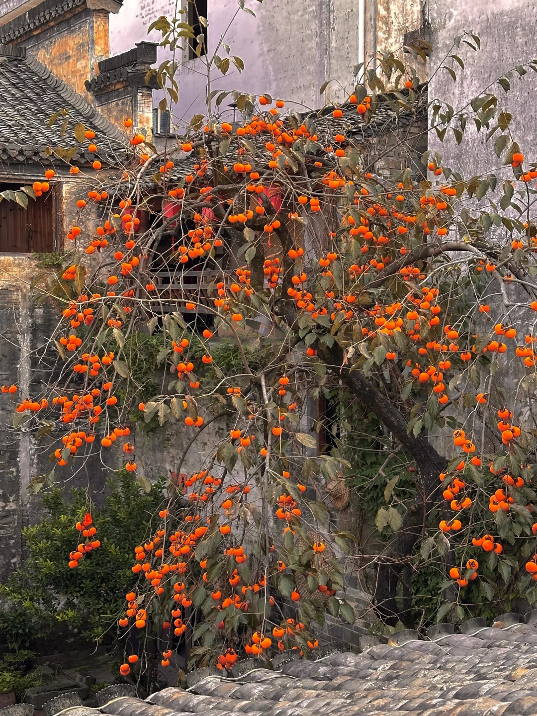 为这“柿柿如意”，特意去了趟皖南🍅