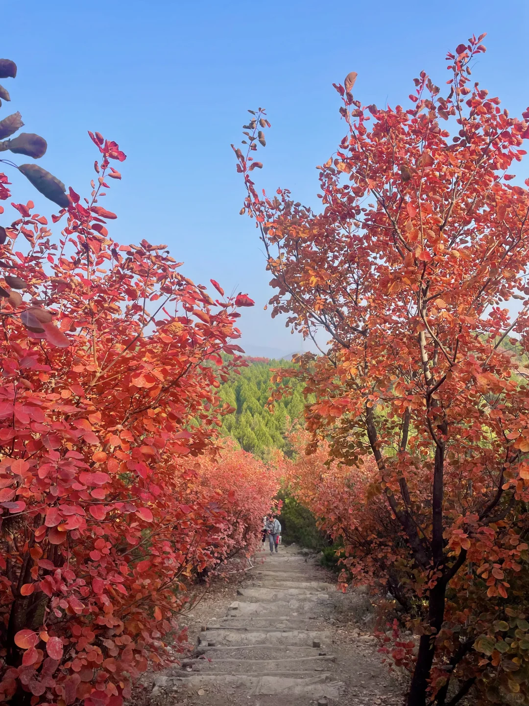 2025 家门口的红叶🍁天津周边赏秋🍂