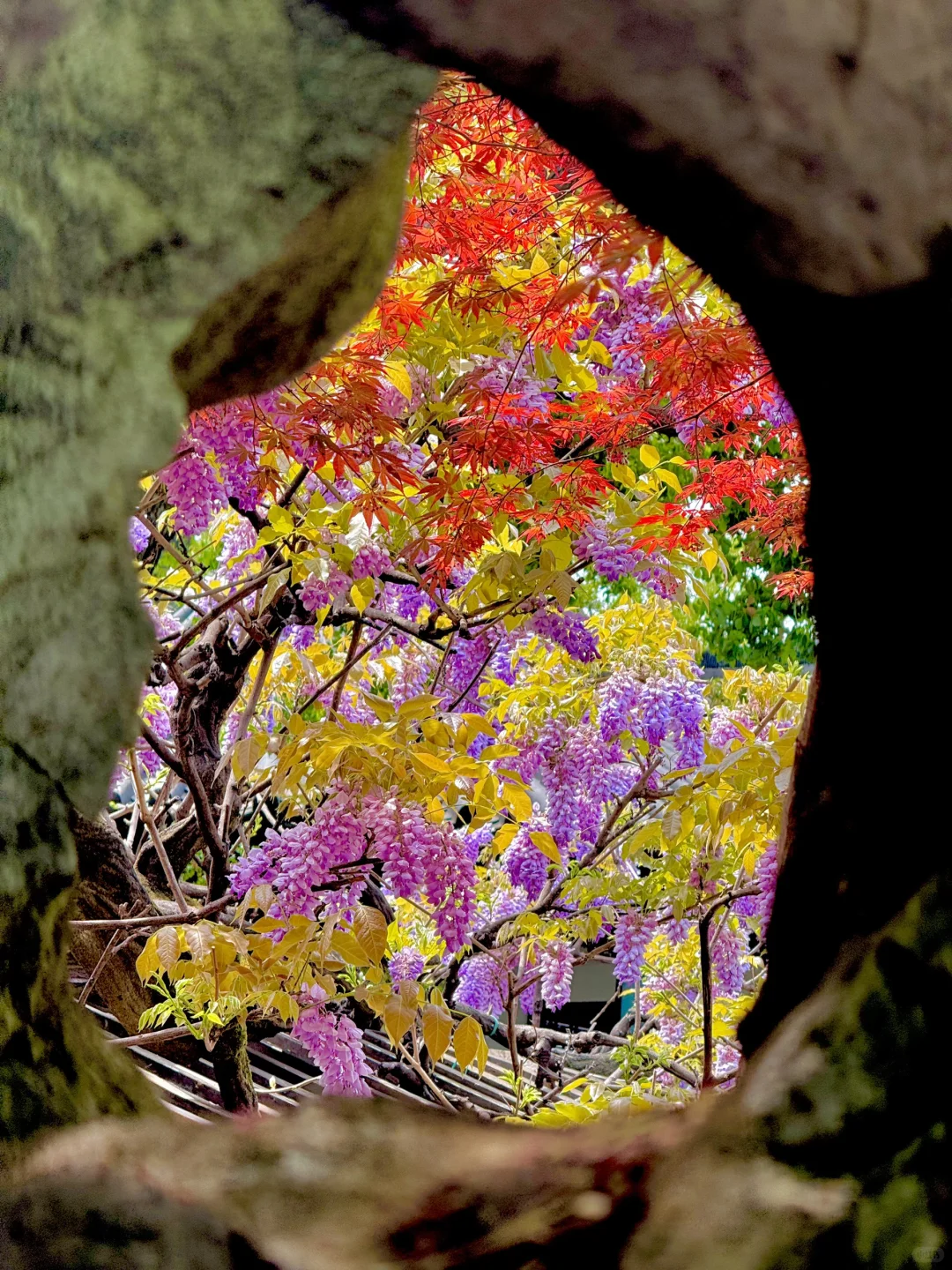 为了这9️⃣图特意去了一趟苏州值得吗‼️