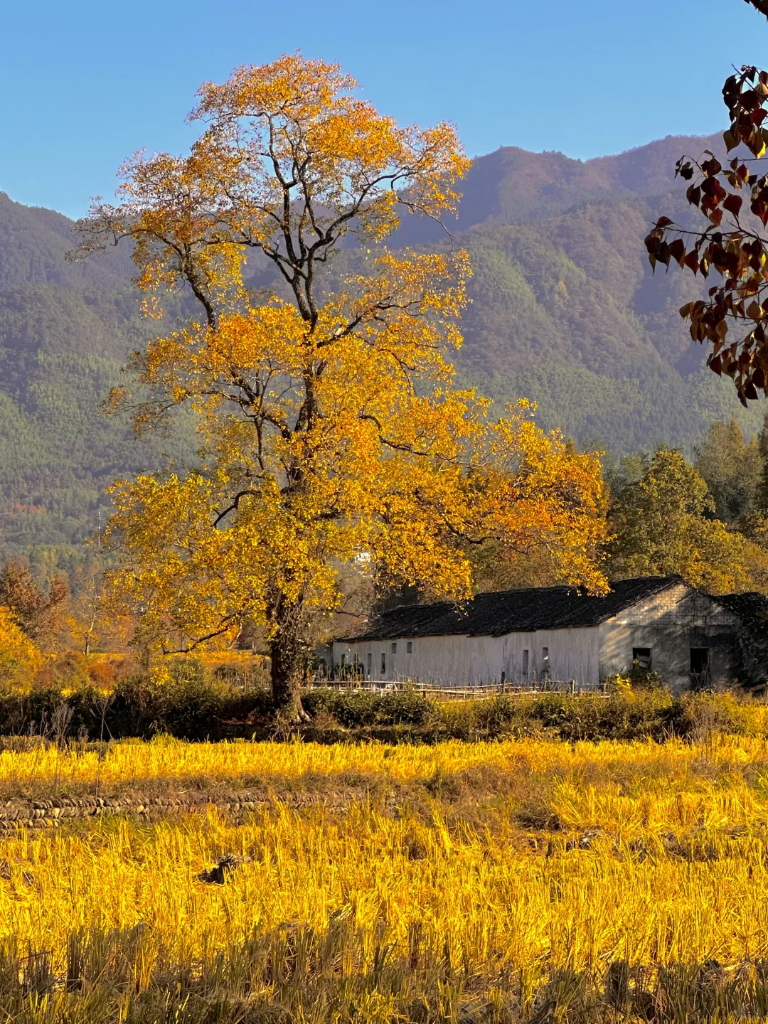 为这“柿柿如意”，特意去了趟皖南🍅