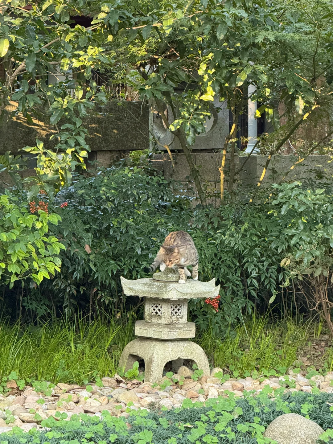 🌟 普陀山:一个人的朝圣之旅